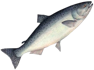 Рыба ОПТ